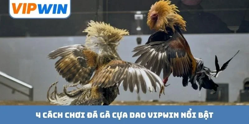 4 cách chơi đá gà cựa dao VIPWIN nổi bật