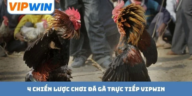 4 chiến lược chơi đá gà trực tiếp VIPWIN