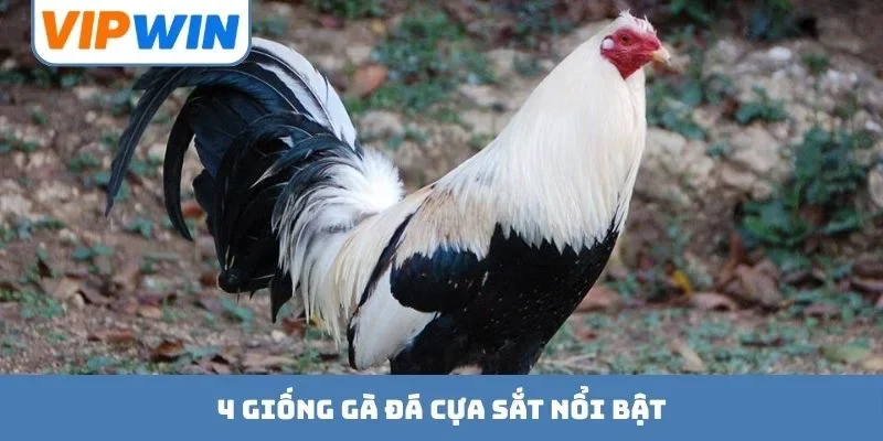 4 giống gà đá cựa sắt nổi bật