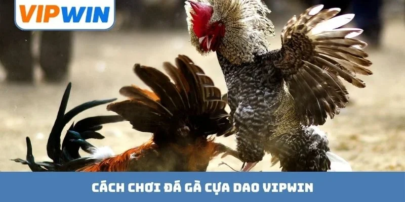 Đá Gà Cựa Dao VIPWIN - Sân Chơi Đỉnh Cao Thượng Lưu