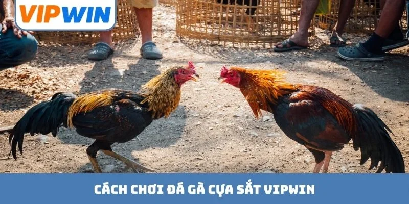 Đá Gà Cựa Sắt VIPWIN - Tận Hưởng Cảm Giác Thăng Hoa