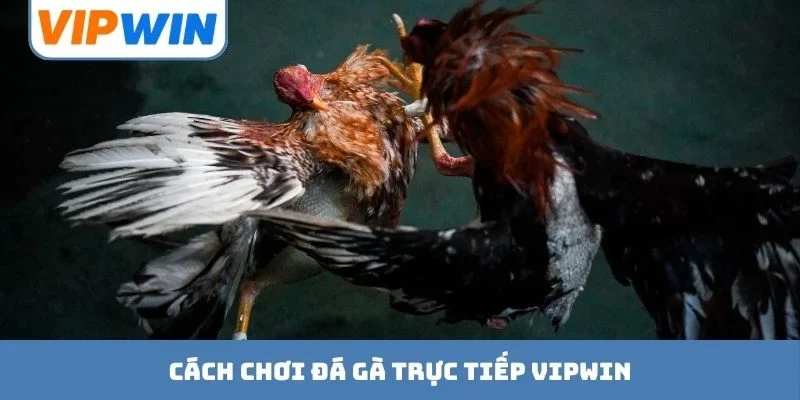 Đá Gà Trực Tiếp VIPWIN - Sân Chơi Minh Bạch Có 1 0 2