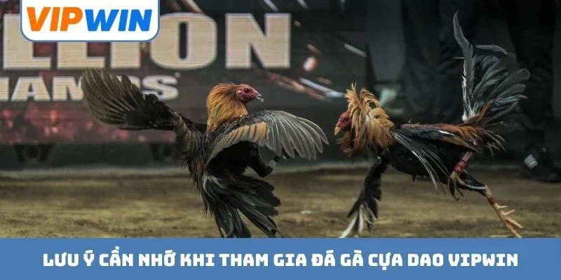 Lưu ý cần nhớ khi tham gia đá gà cựa dao VIPWIN