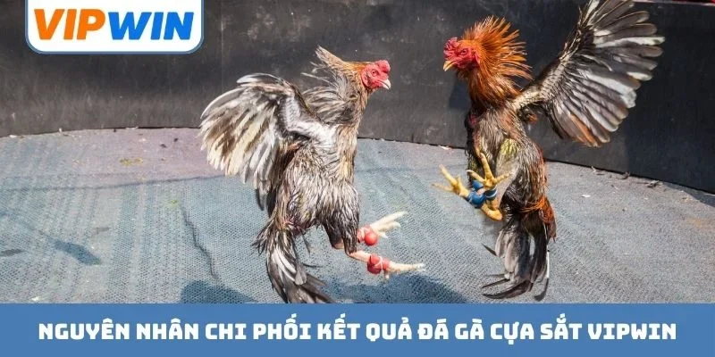 Nguyên nhân chi phối kết quả đá gà cựa sắt VIPWIN