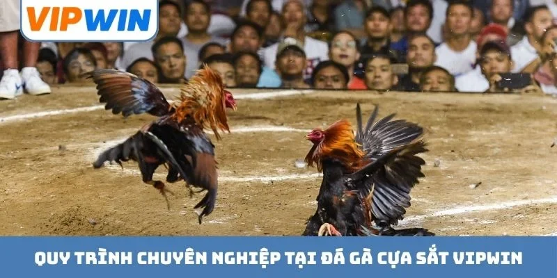Quy trình chuyên nghiệp tại đá gà cựa sắt VIPWIN